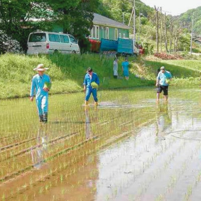 令和7年産新米 アミーゴ米5kg(コシヒカリ・天日干し米(1年目))栽培期間中農薬・化学肥料不使用
