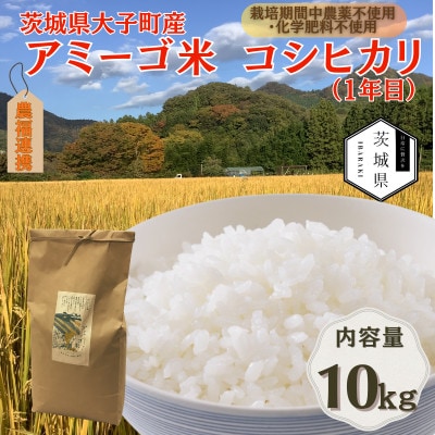 令和7年産新米 アミーゴ米10kg(コシヒカリ・天日干し米(1年目))栽培期間中農薬・化学肥料不使用