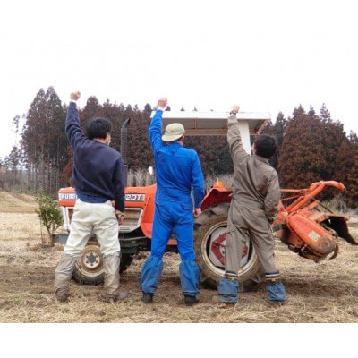 奇跡のハーブ ホーリーバジルティー【ティーパック10個入×1袋、急須用茶葉22g×1袋】計2袋