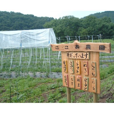 奇跡のハーブ ホーリーバジルティー【ティーパック10個入×2袋、急須用茶葉×2袋】計4袋