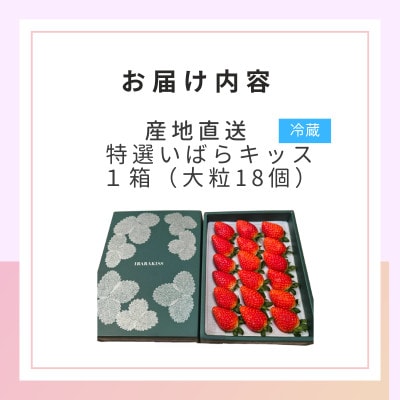 茨城県産いちご 茨城県オリジナル品種 【特選いばらキッス】計18粒(1箱)大粒・厳選　濱野いちご園