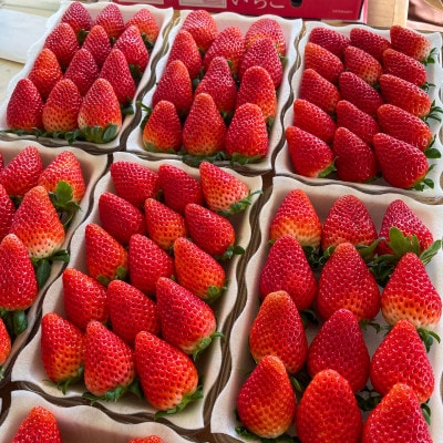 特別栽培農産物 いばらキッス 2パック 茨城県オリジナルブランドいちご【拓実の会(濱野いちご園)】