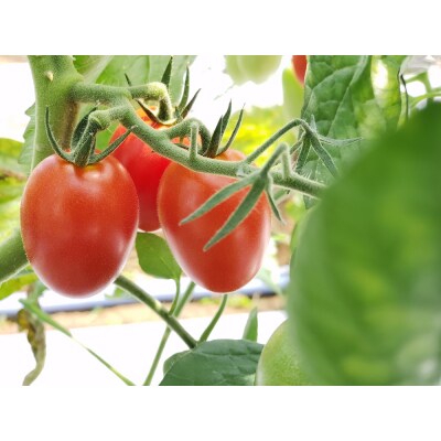 有機ドライスピリッツ　トマト【アイコ】　720ml×1本