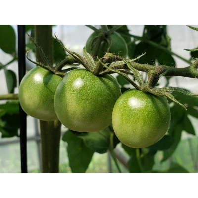 有機ドライスピリッツ　トマト【サングリーン】　720ml×1本