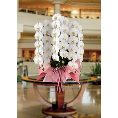 「世界らん展」で3度グランプリを受賞した国分寺洋蘭園による胡蝶蘭(大輪)白3本