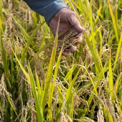 【令和6年産】埼玉県産 彩のきずな 10kg(5kg×2袋)