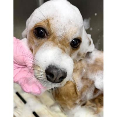 トリミング&写真撮影利用補助券　1500円分