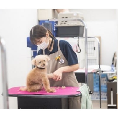 トリミング&写真撮影利用補助券　3000円分