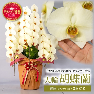 胡蝶蘭 黄色 アルテミス 大輪 3本立て