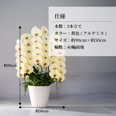 胡蝶蘭 黄色 アルテミス 大輪 3本立て