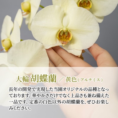 胡蝶蘭 黄色 アルテミス 大輪 3本立て