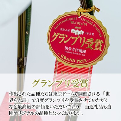 胡蝶蘭 黄色 アルテミス 大輪 3本立て