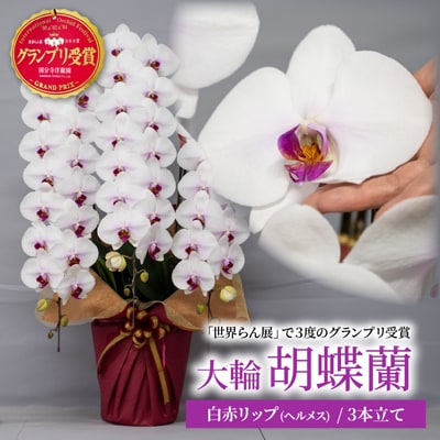 胡蝶蘭 白色赤リップ ヘルメス 大輪 3本立て