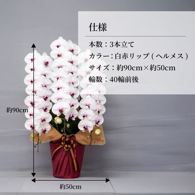 胡蝶蘭 白色赤リップ ヘルメス 大輪 3本立て