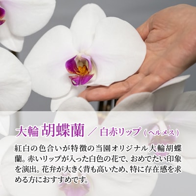 胡蝶蘭 白色赤リップ ヘルメス 大輪 3本立て