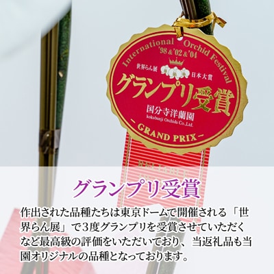 胡蝶蘭 白色赤リップ ヘルメス 大輪 3本立て