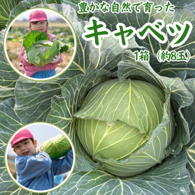 【中間市】豊かな自然で育ったキャベツ1箱(8玉)