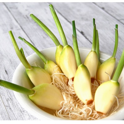 いなほの発芽にんにく「にんにん」