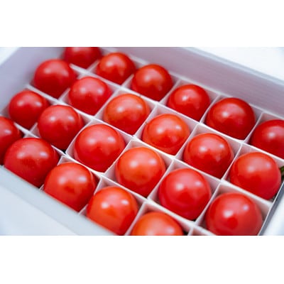 【大人気ギフト】極甘高糖度フルーツトマト「ポモ・ロッサ」　24粒入りギフトボックス