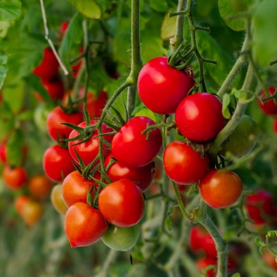 【大人気ギフト】極甘高糖度フルーツトマト「ポモ・ロッサ」　24粒入りギフトボックス