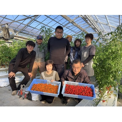 【大人気ギフト】極甘高糖度フルーツトマト「ポモ・ロッサ」　24粒入りギフトボックス