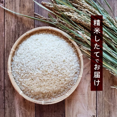 ヒノヒカリ米5kg(精米5kg×1)