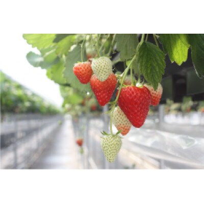 【ふるさと納税】「古都華」化粧箱入りいちご