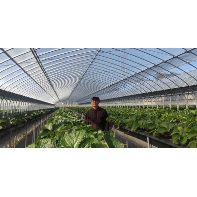 【ふるさと納税】「古都華」化粧箱入りいちご