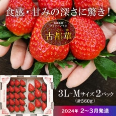 【2024年2月～3月順次発送】高級いちご「古都華」3L～Mサイズ2パック 奈良県生駒市産 農家直送