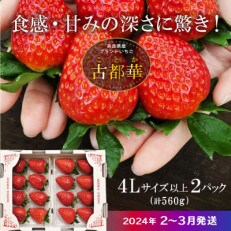 【2024年2月～3月順次発送】高級いちご「古都華」4Lサイズ以上2パック　奈良県生駒市産　農家直送