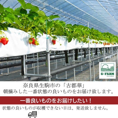 【2024年1月～3月順次発送】高級いちご「古都華」6Lサイズ以上2個　奈良県生駒市産　農家直送