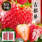 【2026年2月～3月順次発送】高級いちご「古都華」3L～Mサイズ2パック　奈良県生駒市産　農家直送