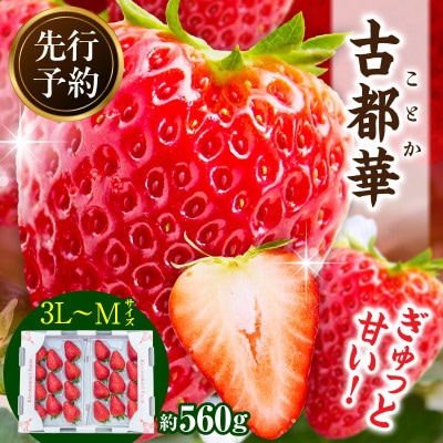 【2026年2月～3月順次発送】高級いちご「古都華」3L～Mサイズ2パック　奈良県生駒市産　農家直送