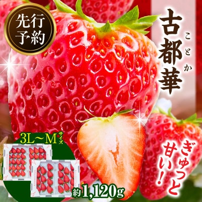 【2026年2月～3月順次発送】高級いちご「古都華」3L～Mサイズ4パック　奈良県生駒市産　農家直送