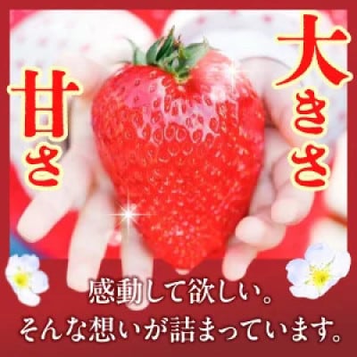 【2026年2月～3月順次発送】高級いちご「古都華」4L以上2パック&古都華ジャム2個