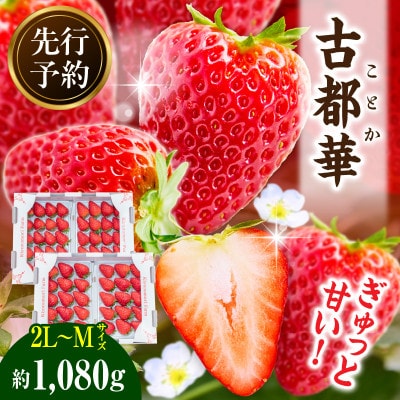 【2026年4月～5月順次発送】高級いちご「古都華」4パック(小さいサイズ)