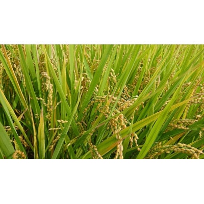 特別栽培米　日進市産もち米　1.4kg×3袋
