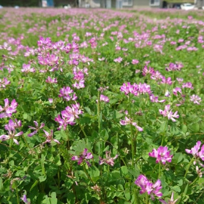 特別栽培れんげ米　日進市産　あいちのかおり　5kg　[精米]