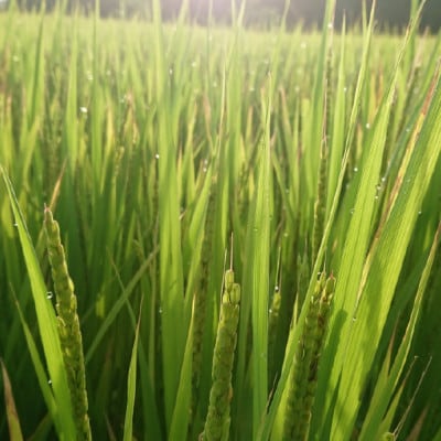 特別栽培れんげ米　日進市産もち米　1.4kg　[精米]