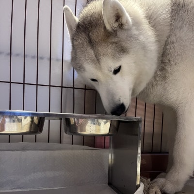 大きなわんちゃんのごはん台(小)