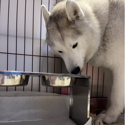 大きなわんちゃんのごはん台(中)