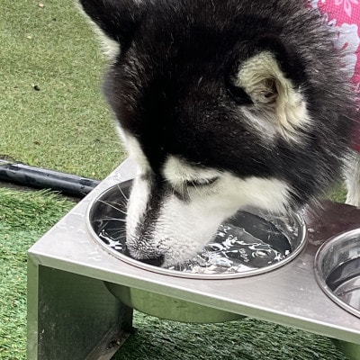 大きなわんちゃんのごはん台(大)