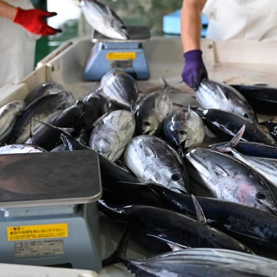 鮮度抜群!朝獲れ鮮魚ボックスC
