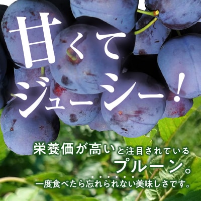 2025年8月下旬より発送　余市の砂川果樹園が贈る【余市の生プルーン】1.6kg_Y033-0035