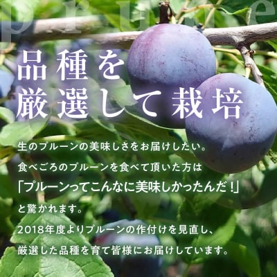 2025年8月下旬より発送　余市の砂川果樹園が贈る【余市の生プルーン】1.6kg_Y033-0035