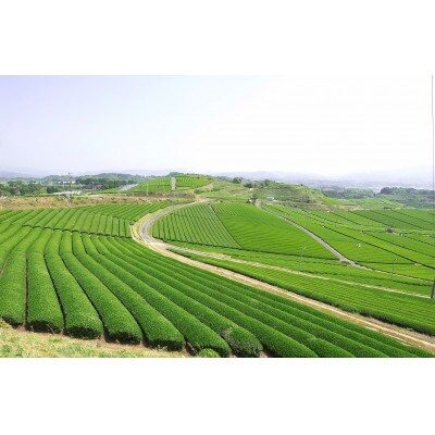 【新茶先行受付】2023年新茶をお届け!上級八女深蒸し茶セット|2023年5月上旬より発送