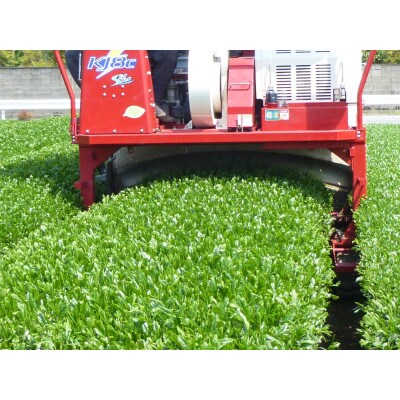 【2023年新茶】八女茶 特上煎茶 100g×3袋