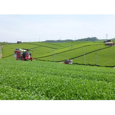 八女茶　極上煎茶100g×2袋