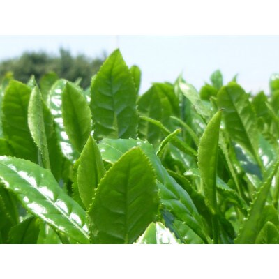 八女茶　新茶極上煎茶100g×3袋