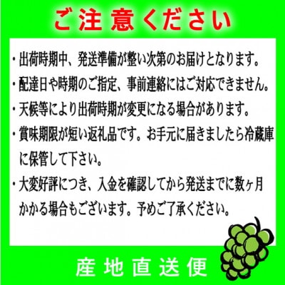 【シャインマスカット350g×4パック】JAふくおか八女より産地直送※9月より順次発送